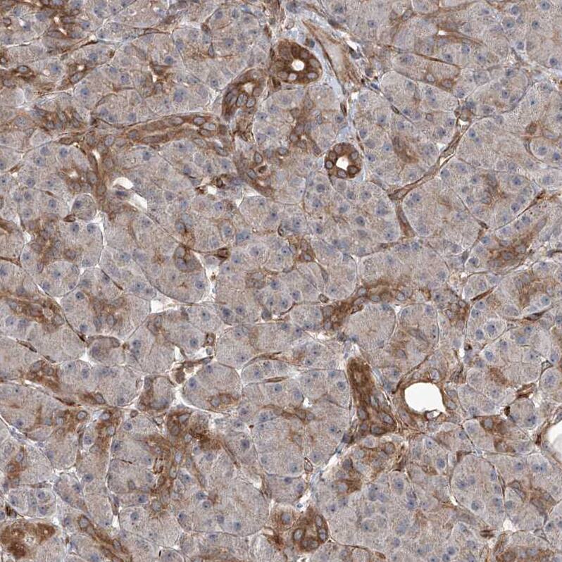 Staining of human pancreas shows weak to moderate positivity in intercalated ducts