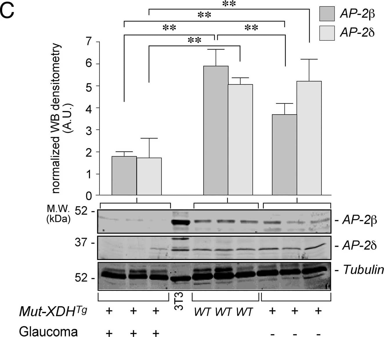 Western Blot AP-2 beta/TFAP2B Antibody - BSA Free