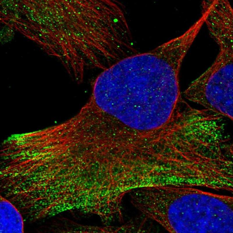 Staining of human cell line U-2 OS shows localization to cytosol & actin filaments.