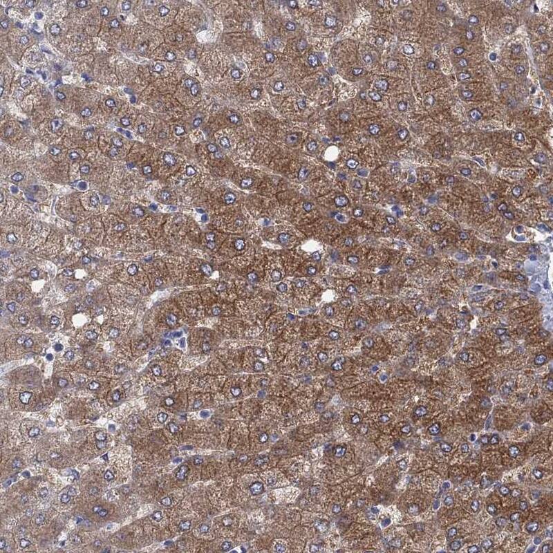 Immunohistochemistry-Paraffin Aldehyde Oxidase 1/AOX1 Antibody - BSA Free