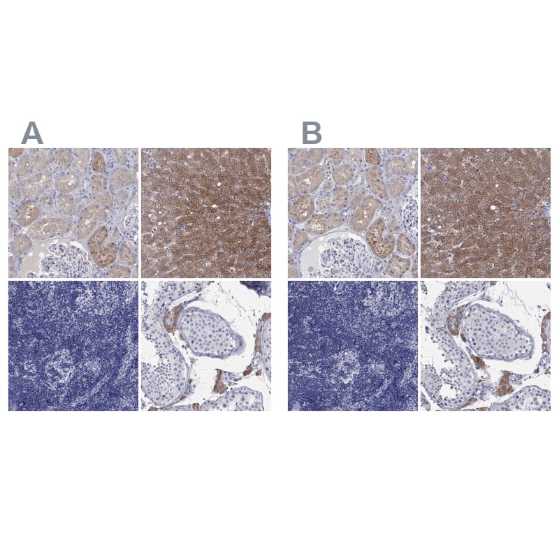 Immunohistochemistry-Paraffin Aldehyde Oxidase 1/AOX1 Antibody - BSA Free