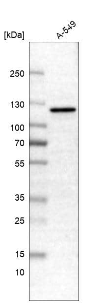 Western blot analysis in human cell line A-549.