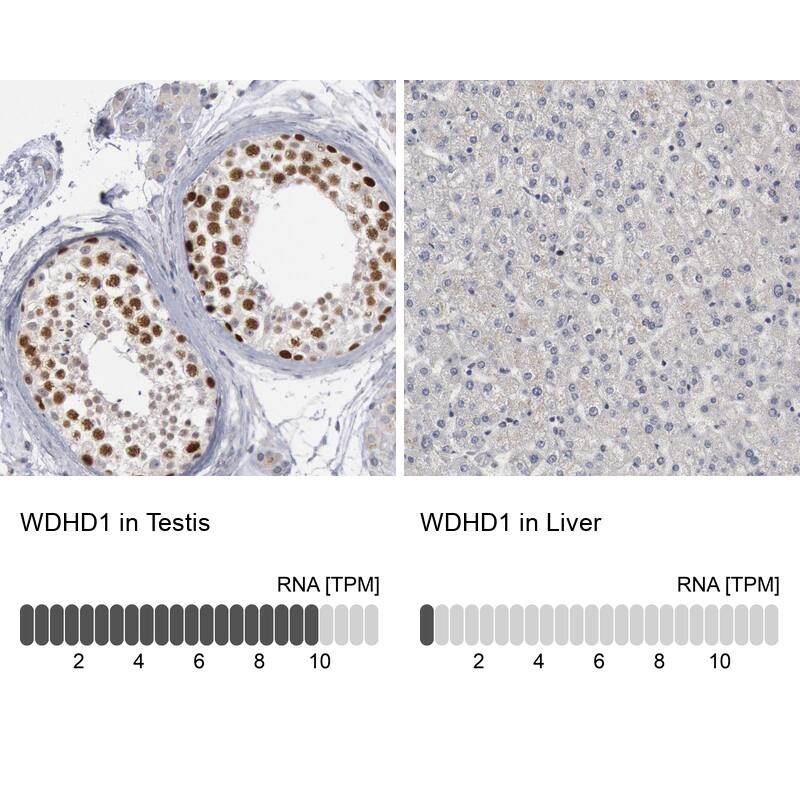 <b>Orthogonal Strategies Validation. </b>Analysis in human testis and liver tissues. Corresponding RNA-seq data are presented for the same tissues.