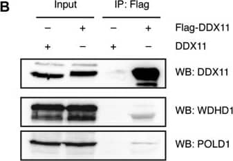 Western Blot: WDHD1 Antibody [NBP1-89091] - DDX11 interacts with Pol δ independently of its FeS cluster.(A) Gene Ontology term enrichment analysis of interaction partners obtained upon pull-down of YFP-DDX11 from HeLa Flp-In T-REx cells. (B) Flag pull-down of over-expressed Flag-tagged DDX11 from 293T cells & co-immunoprecipitated endogenous proteins. (C) Reciprocal co-immunoprecipitations of Flag-tagged POLD1 & untagged DDX11, & Flag-tagged DDX11 & untagged POLD1, respectively, extracted from 293T cells. (D) Co-immunoprecipitations of Flag-tagged DDX11 variants & untagged POLD1 from 293T cells. See also Fig S3, Tables S1, & S2. WB, Western blot. Image collected & cropped by CiteAb from the following publication (//pubmed.ncbi.nlm.nih.gov/32071282), licensed under a CC-BY license. Not internally tested by Novus Biologicals.