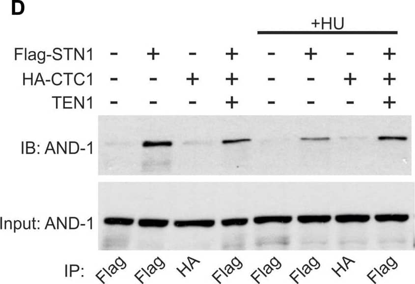 Western Blot: WDHD1 Antibody [NBP1-89091] - CST is required for AND-1 & pol  alpha  chromatin association.(A) Representative images of pre-extracted HeLa cells used to measure chromatin-associated AND-1. DAPI: blue, AND-1: red. Scale bar = 12.5 μm. (B) Dot plots of mean AND-1 intensity per nuclei in AFU for each cell line, as indicated. Black line & numbers below the graph indicate the mean AFU. Error bars indicate the ±SEM of three independent biological experiments. (C) Western blot analysis showing chromatin fractions from HCT116 cells. Ponceau S & histone H3 were used as loading controls. AND-1 & pol  alpha  levels were normalized to H3 levels & then normalized to the shNT control. (D) Co-IP was performed with Flag or HA antibody in cell lysates from HEK 293T cells, as indicated. 5% input was loaded as a control. For +HU samples in (B) & (D), HU was added 2 h before collection. Data are representative of three independent biological experiments. n indicates the number of total nuclei scored. P-values were calculated by an unpaired, two-tailed Mann–Whitney test in (B) & t test in (C) (****P ≤ 0.0001, **P ≤ 0.01). Image collected & cropped by CiteAb from the following publication (//pubmed.ncbi.nlm.nih.gov/30979824), licensed under a CC-BY license. Not internally tested by Novus Biologicals.