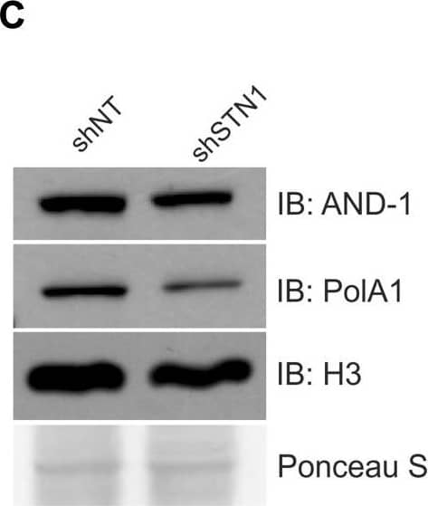 Western Blot: WDHD1 Antibody [NBP1-89091] - CST is required for AND-1 & pol  alpha  chromatin association.(A) Representative images of pre-extracted HeLa cells used to measure chromatin-associated AND-1. DAPI: blue, AND-1: red. Scale bar = 12.5 μm. (B) Dot plots of mean AND-1 intensity per nuclei in AFU for each cell line, as indicated. Black line & numbers below the graph indicate the mean AFU. Error bars indicate the ±SEM of three independent biological experiments. (C) Western blot analysis showing chromatin fractions from HCT116 cells. Ponceau S & histone H3 were used as loading controls. AND-1 & pol  alpha  levels were normalized to H3 levels & then normalized to the shNT control. (D) Co-IP was performed with Flag or HA antibody in cell lysates from HEK 293T cells, as indicated. 5% input was loaded as a control. For +HU samples in (B) & (D), HU was added 2 h before collection. Data are representative of three independent biological experiments. n indicates the number of total nuclei scored. P-values were calculated by an unpaired, two-tailed Mann–Whitney test in (B) & t test in (C) (****P ≤ 0.0001, **P ≤ 0.01). Image collected & cropped by CiteAb from the following publication (//pubmed.ncbi.nlm.nih.gov/30979824), licensed under a CC-BY license. Not internally tested by Novus Biologicals.