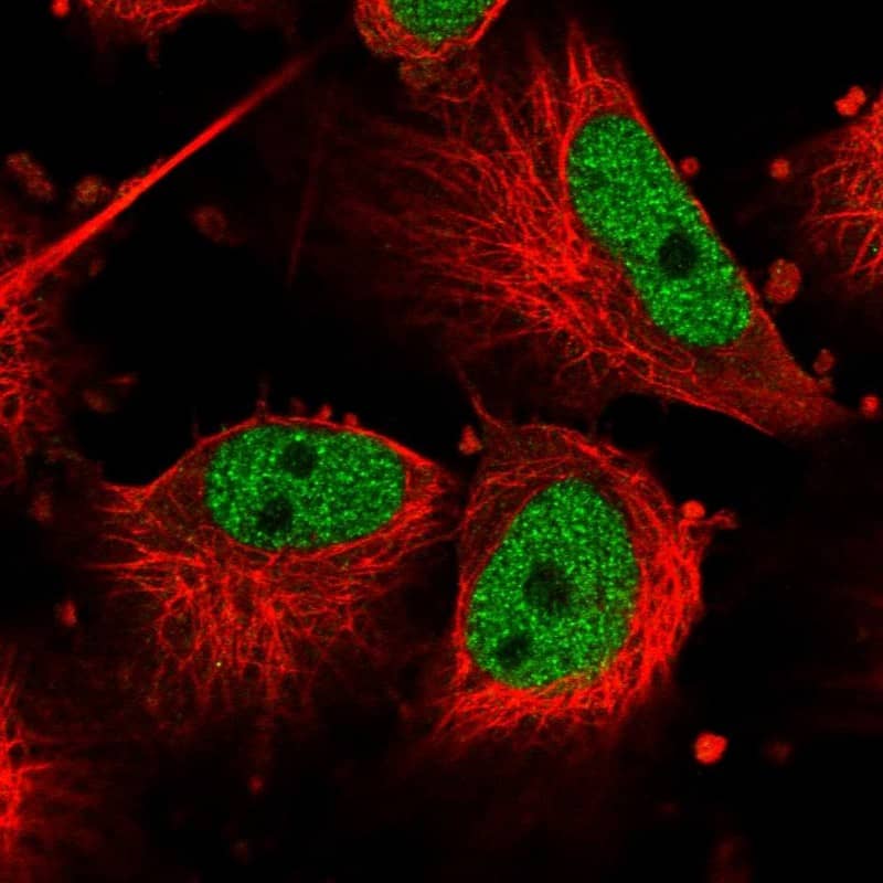 Immunocytochemistry/ Immunofluorescence Cdc27 Antibody - BSA Free