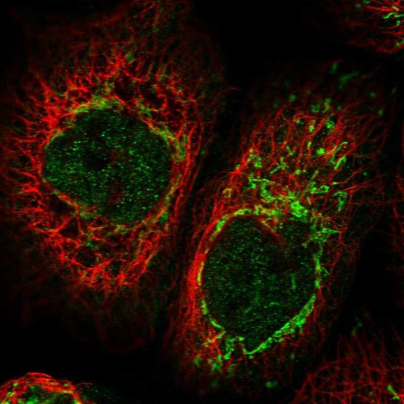 Immunocytochemistry/ Immunofluorescence CIAPIN1 Antibody - BSA Free