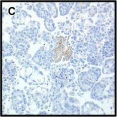 Immunohistochemistry CIAPIN1 Antibody - BSA Free