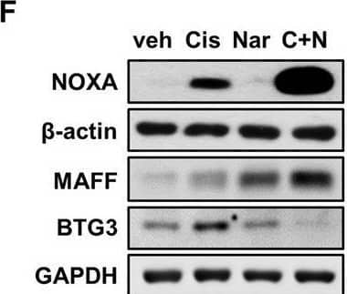 Western Blot BTG3 Antibody - BSA Free