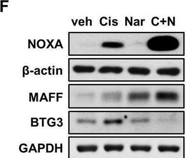 Western Blot BTG3 Antibody - BSA Free