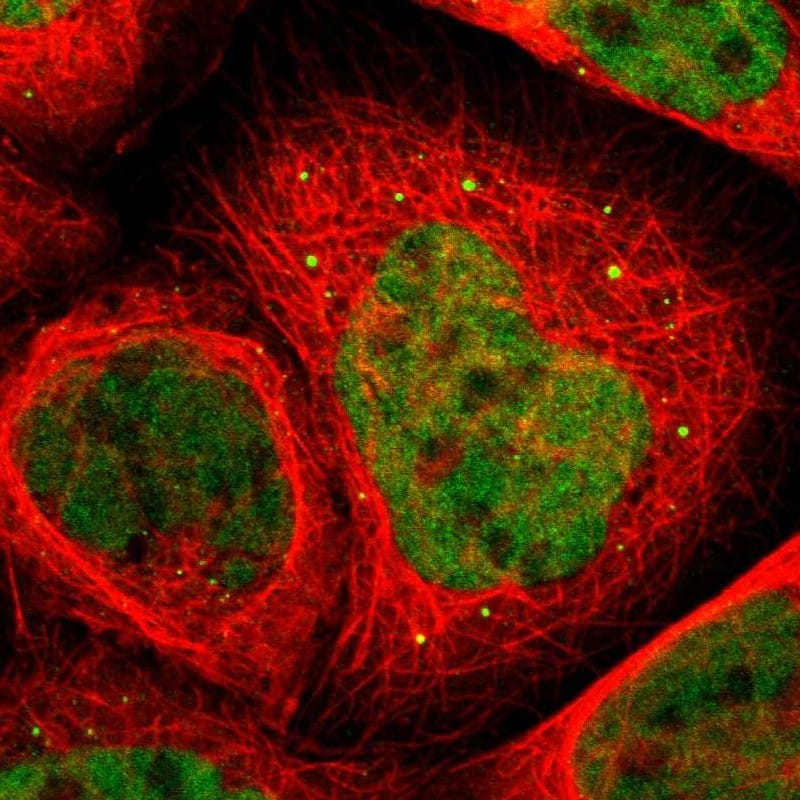 Immunocytochemistry/ Immunofluorescence RUNX1/CBFA2 Antibody - BSA Free
