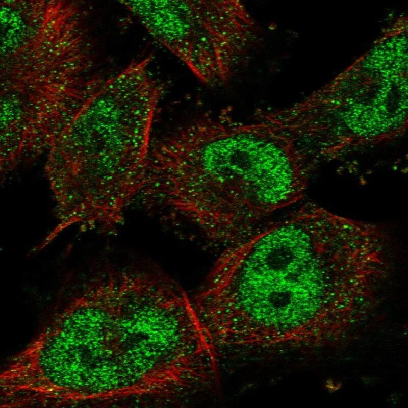 Staining of human cell line U-251 MG shows localization to nucleoplasm.