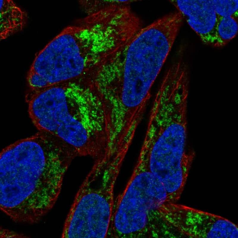 Immunocytochemistry/ Immunofluorescence ARMCX1 Antibody - BSA Free