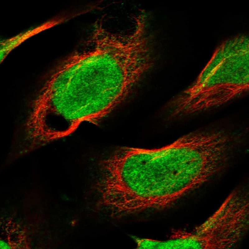 Staining of human cell line U-2 OS shows localization to nucleoplasm.