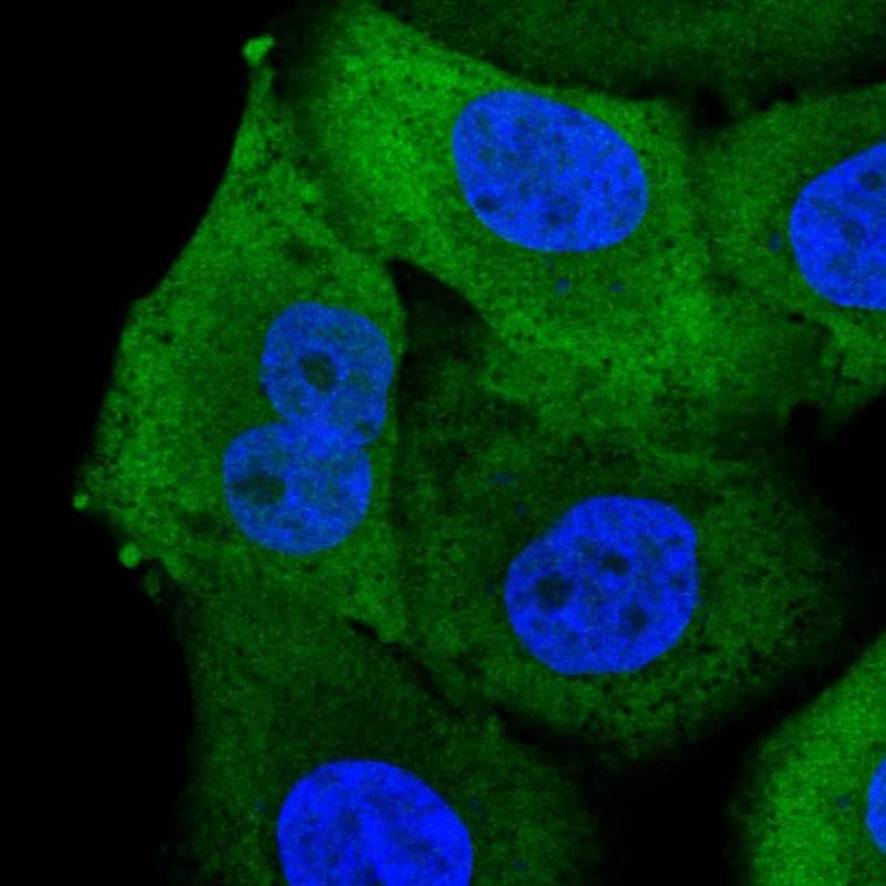 Staining of human cell line A549 shows localization to plasma membrane & cytosol.
