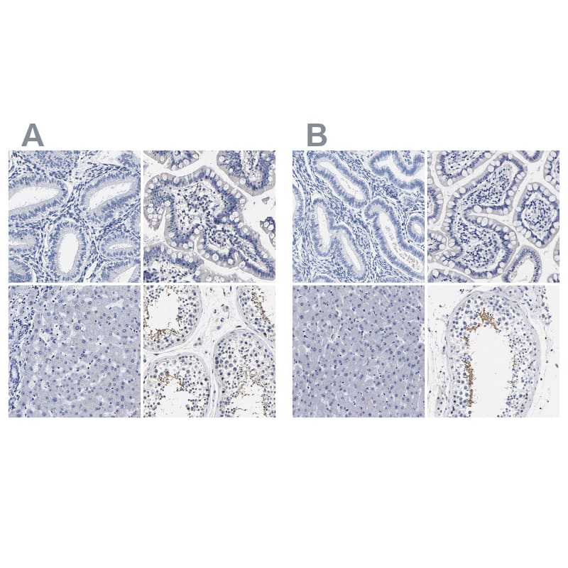 Staining of human endometrium, gastrointestinal, liver and testis .