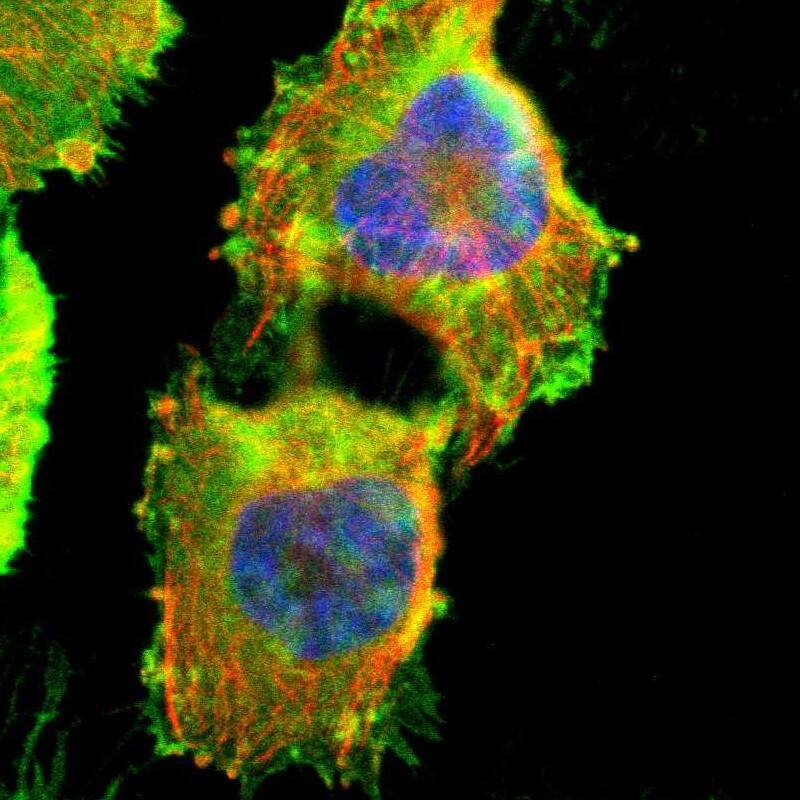 Staining of human cell line U-251 MG shows localization to plasma membrane & cytosol.
