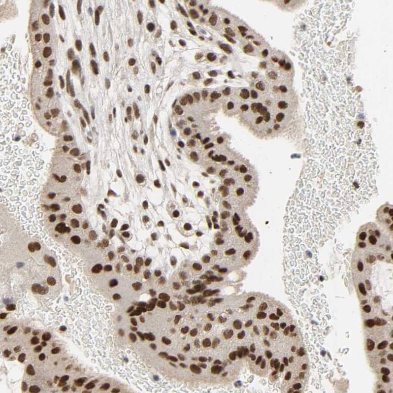 Staining of human placenta shows moderate to strong nuclear positivity in trophoblastic cells.