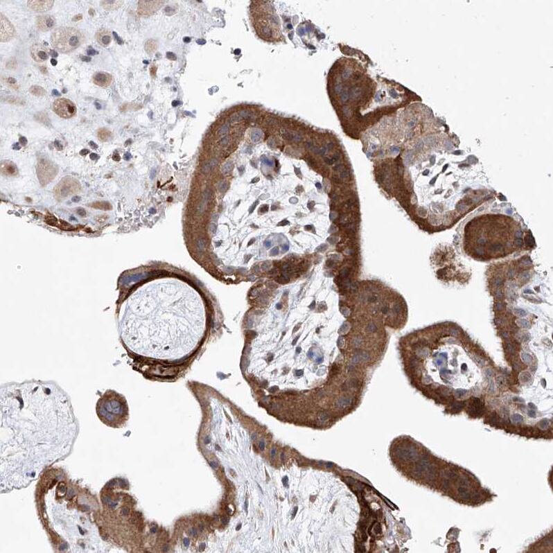 Staining of human placenta shows moderate granular cytoplasmic positivity in trophoblastic cells.