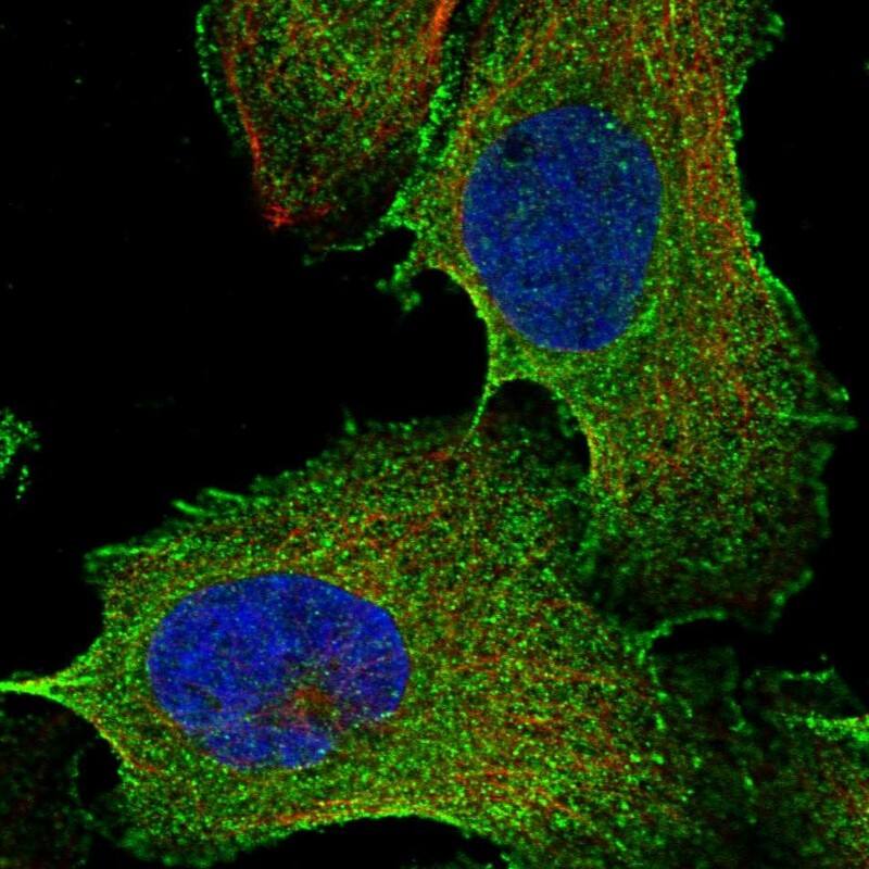 Staining of human cell line U-2 OS shows localization to plasma membrane & cytosol.