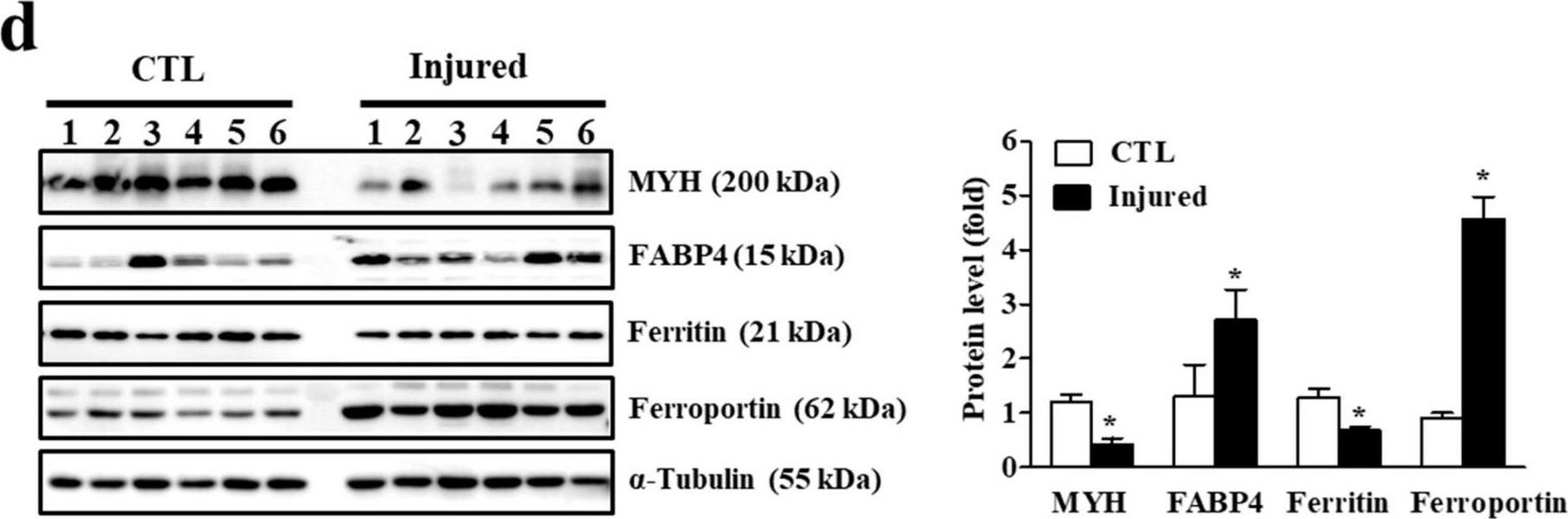Western Blot FABP4/A-FABP Antibody - BSA Free