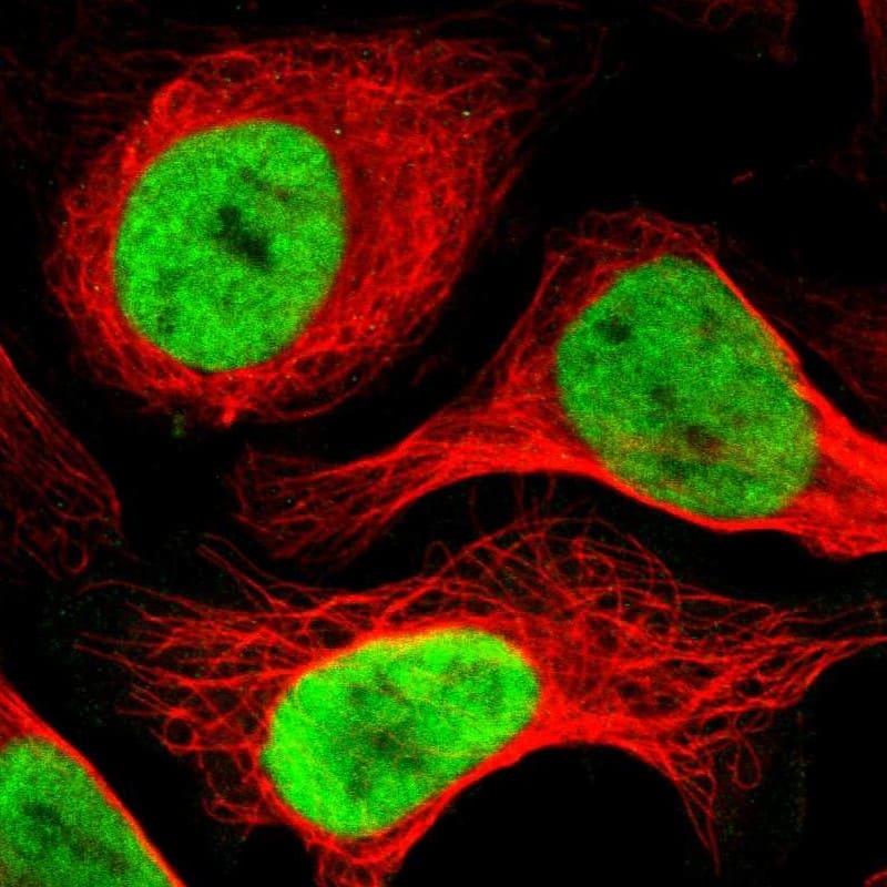 Staining of human cell line U-2 OS shows localization to nucleoplasm.