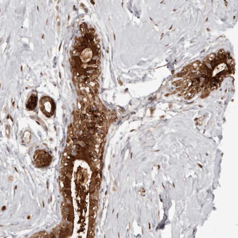 Immunohistochemistry-Paraffin GFOD1 Antibody - BSA Free