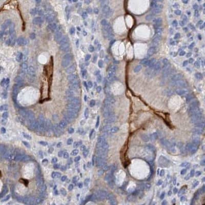 Staining of human duodenum.
