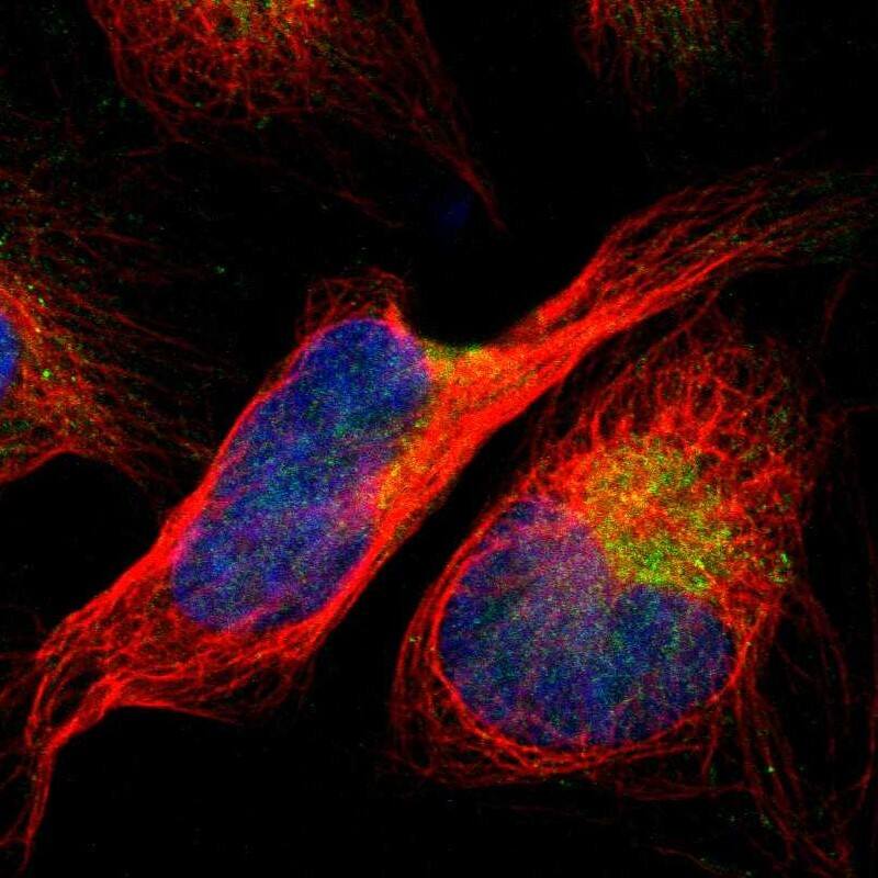 Staining of human cell line U-2 OS shows localization to nucleoplasm & mitochondria.