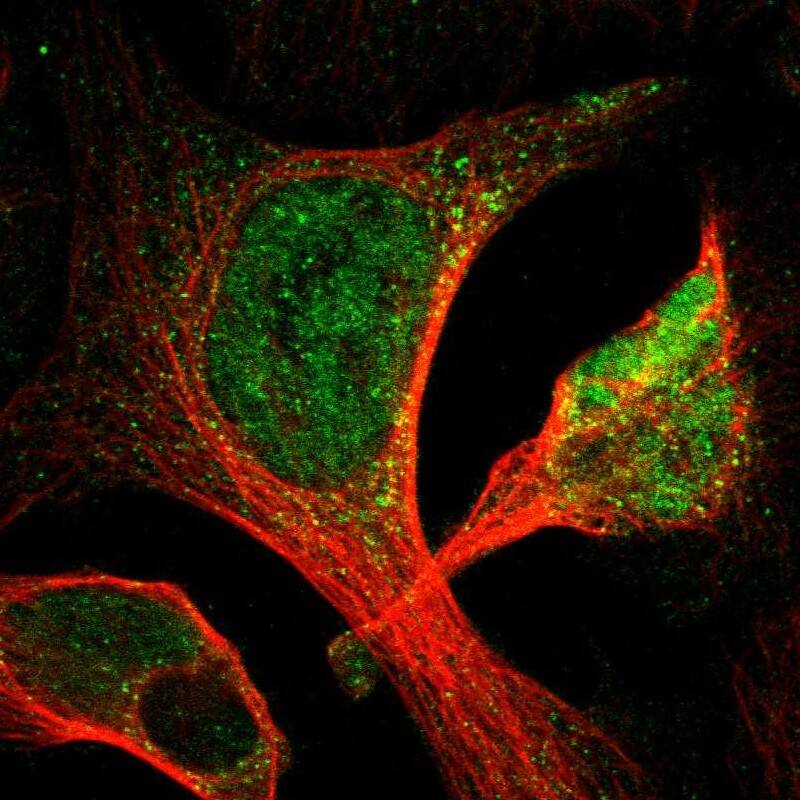 Staining of human cell line U-2 OS shows localization to nucleoplasm.