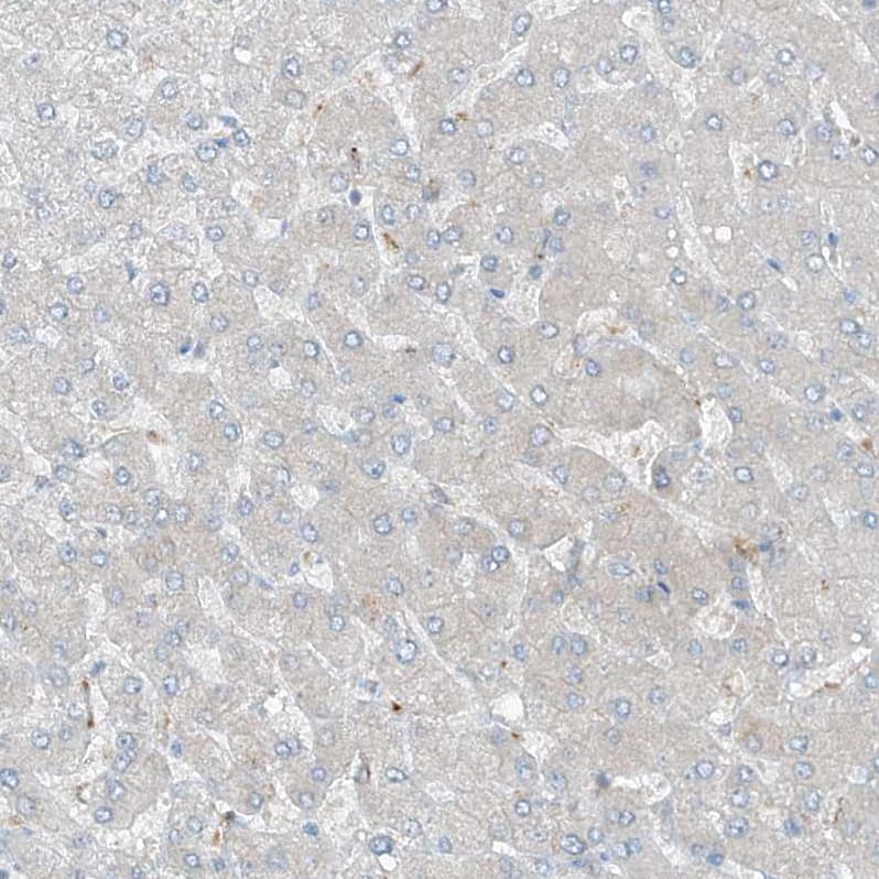 Immunohistochemistry-Paraffin KCC3/SLC12A6 Antibody - BSA Free