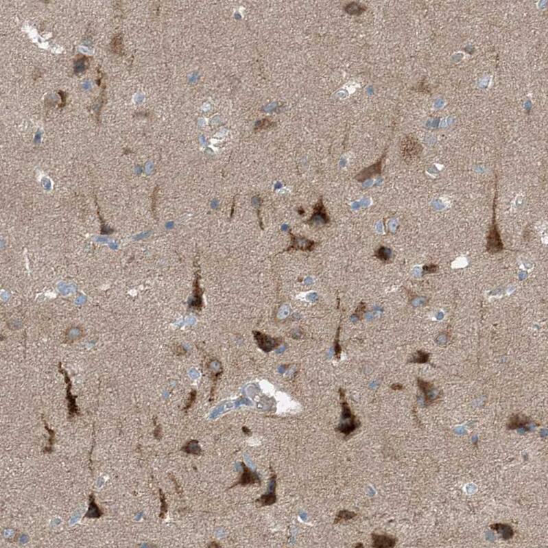 Staining of human cerebral cortex shows moderate to strong cytoplasmic positivity in neurons.