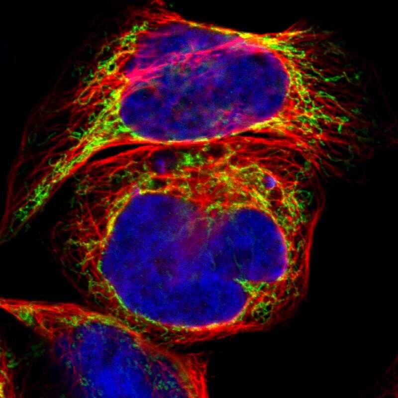 Staining of human cell line A-431 shows localization to mitochondria.