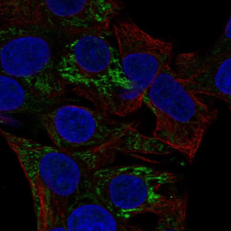 Staining of human cell line Hep G2 shows localization to mitochondria.