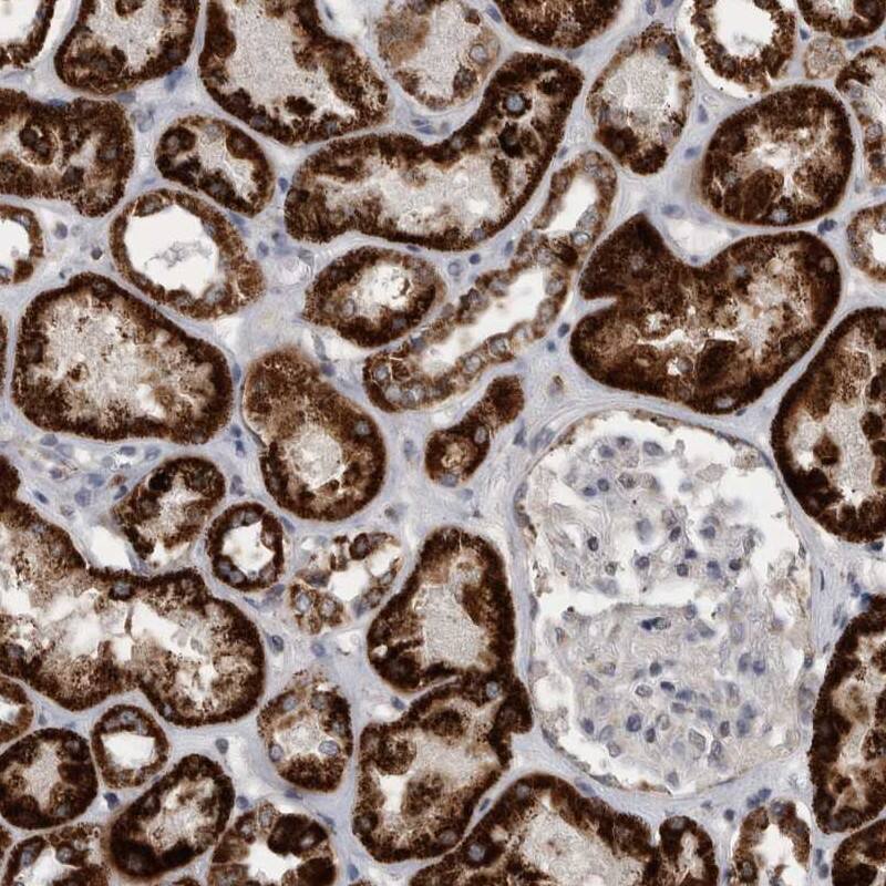 Staining of human kidney shows strong  granular cytoplasmic positivity in cells in tubules.