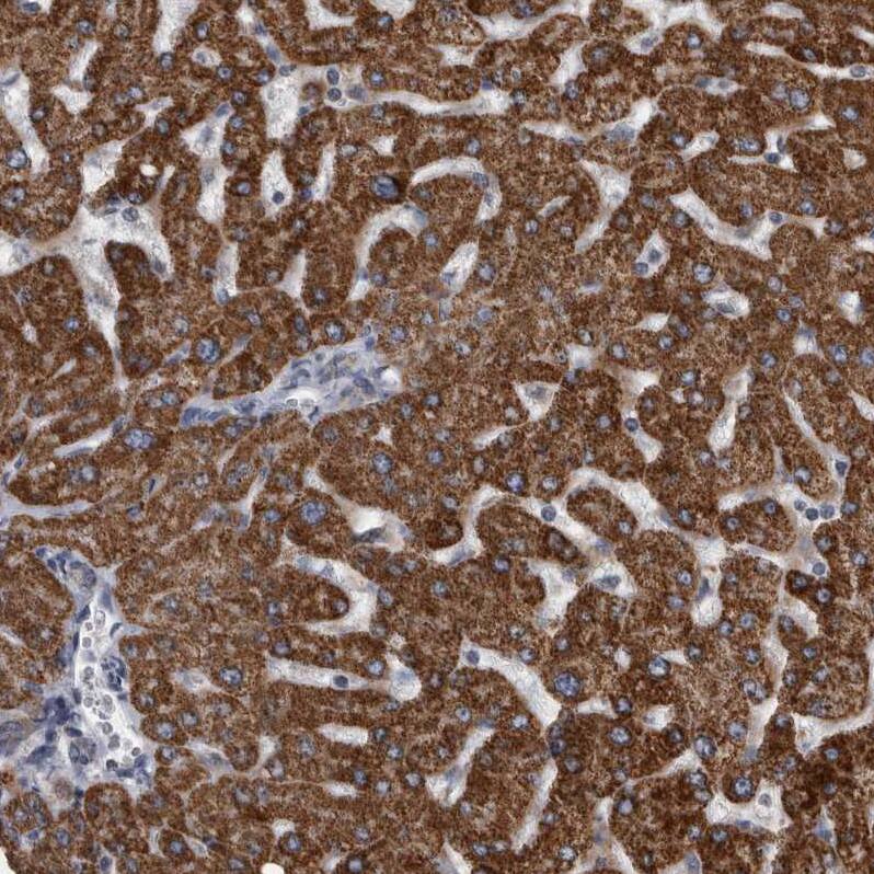 Staining of human liver shows strong to very strong positivity in cytoplasm granular in hepatocytes.