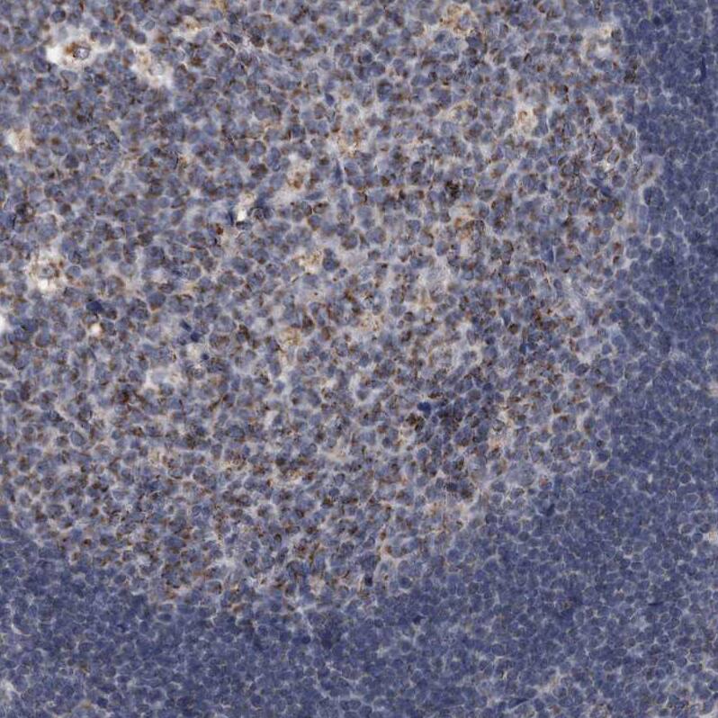 Staining of human lymph node shows strong granular cytoplasmic positivity in germinal center cells.