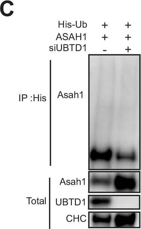 Western Blot ASAH1 Antibody - BSA Free