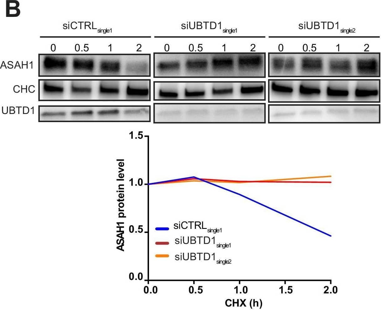 Western Blot ASAH1 Antibody - BSA Free