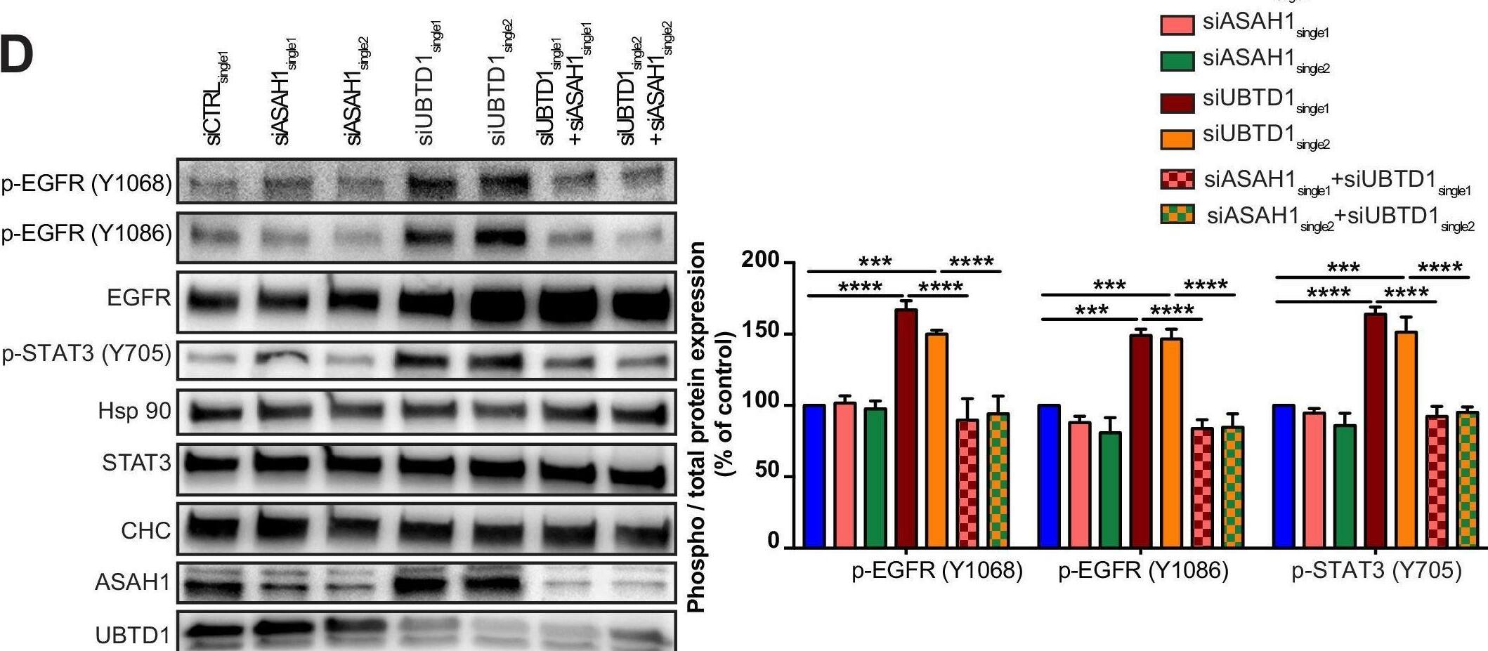 Western Blot ASAH1 Antibody - BSA Free