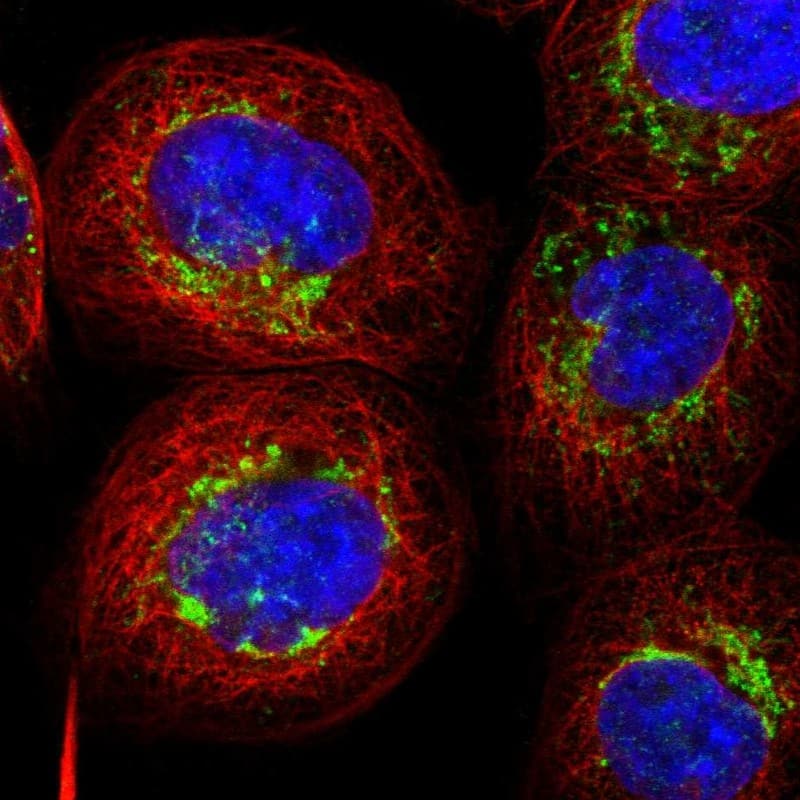 Staining of human cell line A-431 shows localization to mitochondria.