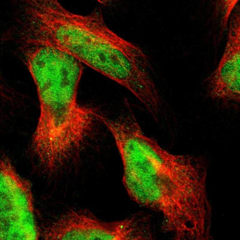 Staining of human cell line U-2 OS shows localization to nucleoplasm.