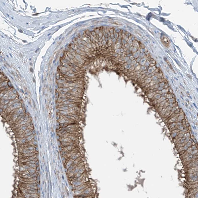 Staining of human epididymis shows strong cytoplasmic positivity in glandular cells.