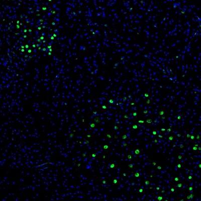 Staining of mouse midbrain shows nuclear staining in neurons of the oculomotor and red nuclei.