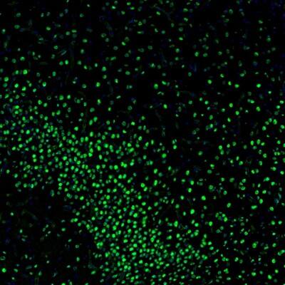Staining of mouse piriform cortex shows nuclear staining in the neurons of layer 2.