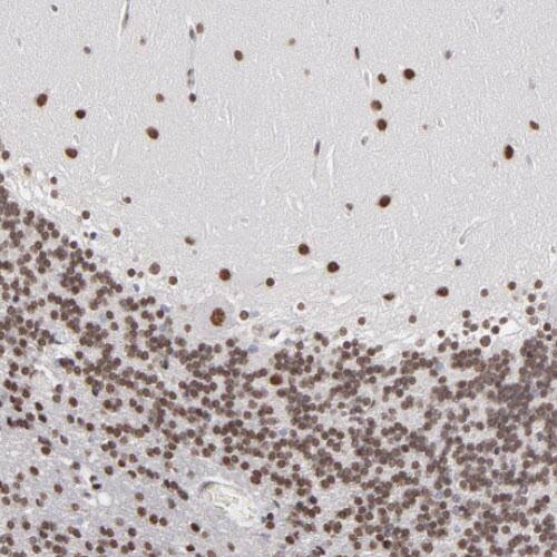 Staining of human cerebellum shows nuclear positivity in Purkinje cells, as well as in the molecular and granular cell layers.