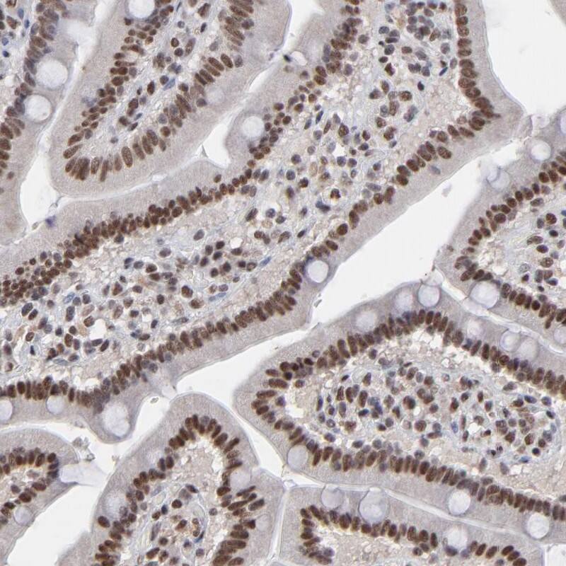 Staining of human duodenum shows strong nuclear positivity in glandular cells.