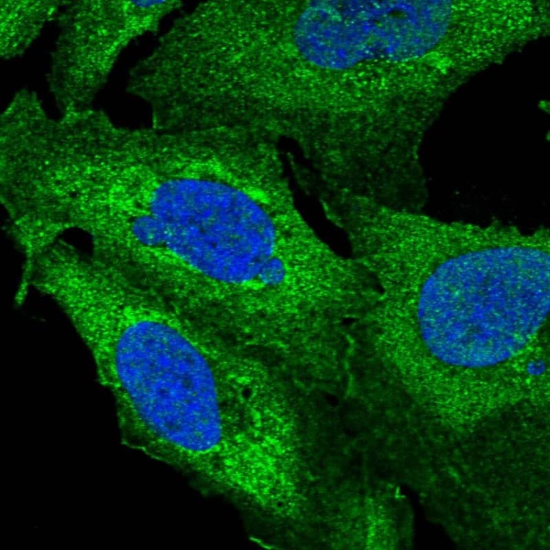 Staining of human cell line U-2 OS shows localization to plasma membrane & cytosol.