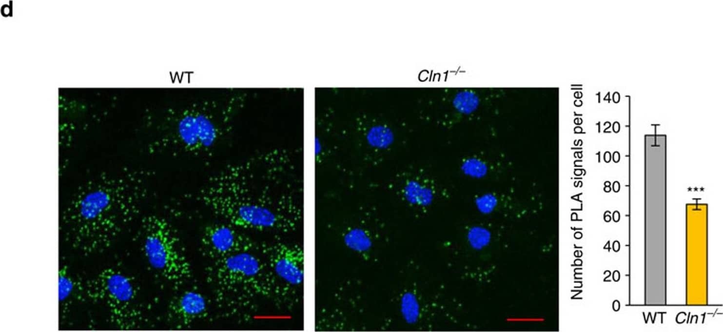 Immunocytochemistry/ Immunofluorescence: ATP6V0A1 Antibody [NBP1-89342] - In Cln1−/− mice V0a1 is misrouted to plasma membrane preventing its interaction with AP-3.(a) Western blot analysis & densitometric quantitation of V0a1 in isolated plasma membrane fraction from WT & Cln1−/− mouse brain (n=4, *P<0.05). (b) Localization of V0a1 in the plasma membrane in WT & Cln1−/− neurons using Na+, K+-ATPase as membrane marker. Colocalization between V0a1 & Na+, K+-ATPase was assessed using the Manders' colocalization coefficients M1 & M2 (n=18 for WT & n=22 for Cln1−/−, ***P<0.001; scale bars, 5 μm. (c) Pull-down assay with AP-3 antibody detects V0a1 in total brain lysates from WT & Cln1−/− mouse brain (n=4, *P<0.05). (d) Confocal imaging of PLA reaction showing V0a1 & AP-3δ interaction in neurons isolated from WT & Cln1−/−mouse brain (n=188 for WT & n=158 for Cln1−/−, ***P<0.001); scale bars, 20 μm. (e) Pull-down assay with AP-3 antibody using total lysates from untreated (lane 1) & bromopalmitate-treated (lane 2) WT brain slices to detect V0a1 & its densitometric quantitation (n=4, *P<0.05). (f) HEK-293 cells were transfected with WT GFP-V0a1 & GFP-V0a1-Cys25Ser mutant construct, & pull-down experiments were conducted with AP-3 antibody to detect GFP-V0a1,*P<0.05(n=4). Image collected & cropped by CiteAb from the following publication (//www.nature.com/articles/ncomms14612), licensed under a CC-BY license. Not internally tested by Novus Biologicals.